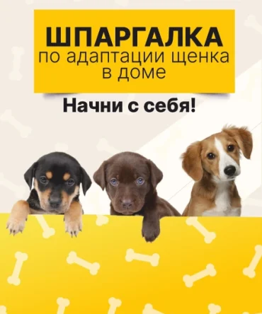 Шпаргалка первая «Щенок в доме»